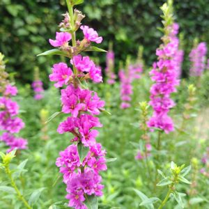 ミソハギ,地植え,花壇の画像