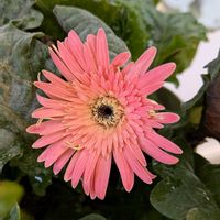ガーベラ,鉢植え,お花のある暮らし,小さな庭の画像