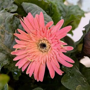 ガーベラ,鉢植え,お花のある暮らし,小さな庭の画像