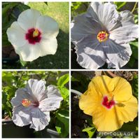 ハイビスカス,ハイビスカス,ハイビスカス　ケイト,花のある暮らし,みどりのある暮らしの画像