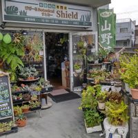 多肉植物,ウラボシ科,ビカクシダ属,食中植物,塊根の画像