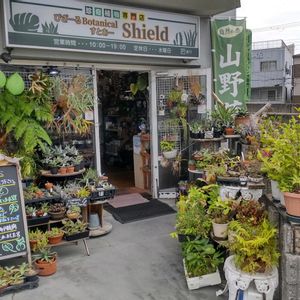 多肉植物,ウラボシ科,ビカクシダ属,食中植物,塊根の画像