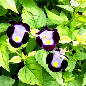 トレニア,ボーダー花壇,玄関アプローチの画像
