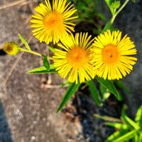 サボテン,道端の花の画像