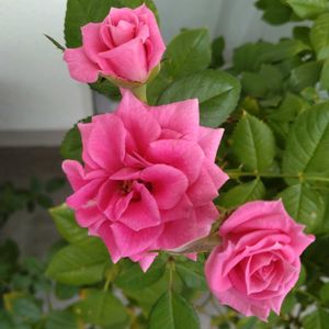 ミニバラ,ミニバラ鉢植え,バルコニー/ベランダ,ベランダの画像