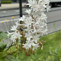 ライラック,ライラック,ウィローサエライラック,公園,花壇の画像