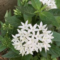 ペンタス,マム,ハイビスカス　ケイト,ハイビスカスメデューサ,ハイビスカスアドニスダブルローザの画像