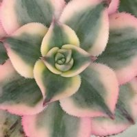 多肉植物,ベランダガーデン,癒し,ビューティフルサンデー,19日はピンクの日!の画像