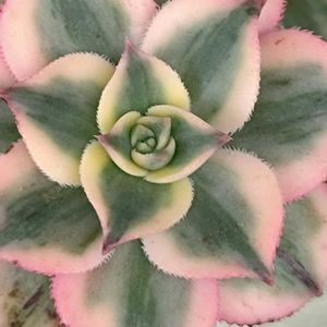 多肉植物,ベランダガーデン,癒し,ピンクワールドへ ようこそ,ビューティフルサンデーの画像