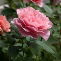 バラ　ブラウンシュガー,花のある暮らし,ばら バラ 薔薇,おうち園芸,＊バラ / ブラウンシュガーの画像