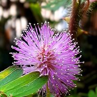 オジギソウ,オジギソウの花,おじぎ草,オジギソウの種,お辞儀草(オジギソウ)の画像