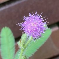 オジギソウ,オジギソウ,レンガ,今日のお花の画像