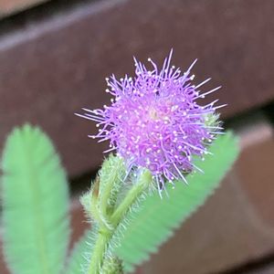 オジギソウ,オジギソウ,レンガ,今日のお花の画像