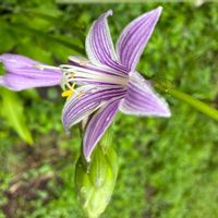 ギボウシ,花のある暮らし,季節のお花,花好き,朝の散歩の画像