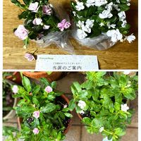 PR,超古民家と庭,里地里山,おうち園芸,I♡Chibaの画像