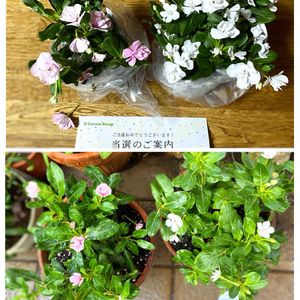 PR,超古民家と庭,里地里山,おうち園芸,I♡Chibaの画像