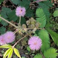 オジギソウ,地植え,花のある暮らし,ありがとう❤️,お花だい好きの画像