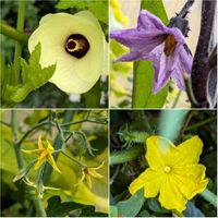 ツユクサ,ピラミッドアジサイ,野菜の花,富山支部,野菜のある暮らしの画像