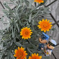 ガザニア,風船カズラ,いちおしｷｭﾋﾟの日,花咲く乙女たち♡,愛の花♡の画像