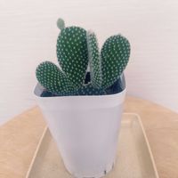 サボテン,緑のある暮らし,植物大好き,インドアグリーンのある暮らし,うちわサボテンの画像