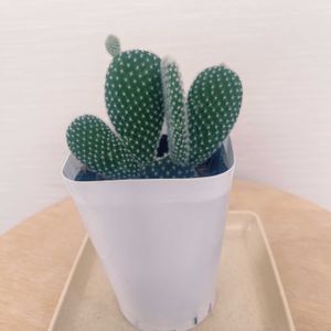 サボテン,緑のある暮らし,植物大好き,インドアグリーンのある暮らし,うちわサボテンの画像