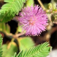 オジギソウ,鉢植え,ピンクのお花,今日のお花,ベランダの画像