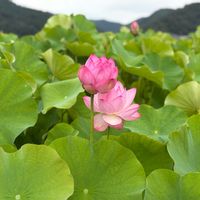 ハス,ヤマサ蒲鉾にての画像