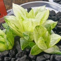 旧氷砂糖,ハオルチア属,多肉ちゃん,ボタニカルライフ,ベランダーの画像