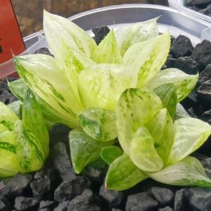 旧氷砂糖,ハオルチア属,多肉ちゃん,ボタニカルライフ,ベランダーの画像