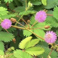 オジギソウ,苔玉,ドライフラワー,生花,ピンクの花の画像