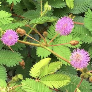 オジギソウ,苔玉,ドライフラワー,生花,ピンクの花の画像