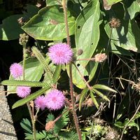 オジギソウ,アデニウム,綿の花,今日のお花,ピンクの日の画像
