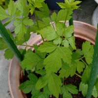 フウセンカズラ,鉢植え,癒し,花のある暮らしの画像