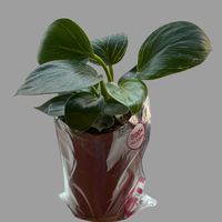フィロデンドロン・バーキン,観葉植物,ダイソー,緑のある暮らし,たにももの画像