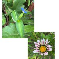 ガザニア,夏の庭,斑入り露草,ナチュラルガーデンの画像