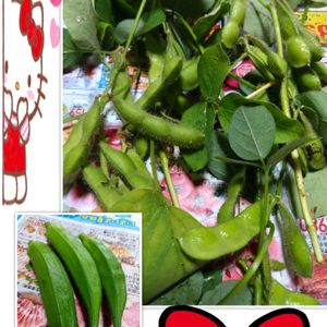 オクラ,枝豆,プランター栽培,庭からの恵み,オクラの栽培の画像