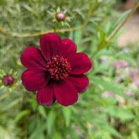 アリウム,千日紅,千日紅,チョコレートコスモス,しあわせを運べるようにの画像