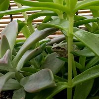 葉っぱ,カエル,アマガエル,#多肉#多肉植物#たにく,カエル倶楽部♡の画像