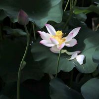 ハス,小舞妃,ハス 小舞妃,蓮 小舞妃,はす（蓮)の画像