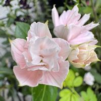 ロベリア,すだち,八重咲きニチニチソウ ソラリス,かわいいな♡,接写の画像