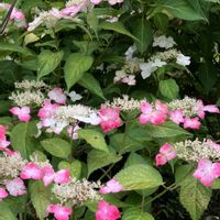 アジサイ,オシロイバナ,ユリ,紫陽花,ビオラの画像