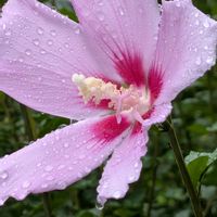 ハツユキカズラ,ムクゲ,19日はピンクの日,ピンクワールドにようこその画像