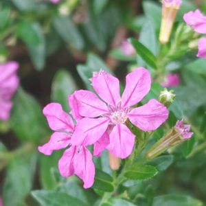 クフェア,クフェア メキシコハナヤナギ,花のある暮らし,植物のある暮らし,植中毒の画像