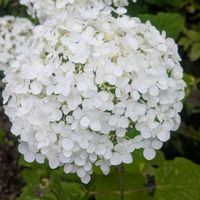 アナベル,ガクアジサイ,紫陽花 アナベル,額紫陽花(ガクアジサイ),紫陽花 アジサイ あじさいの画像