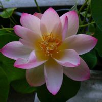小舞妃,蓮 小舞妃,ベランダガーデニング,おおきくなったね♡,日々の成長を記録記録！^ ^の画像