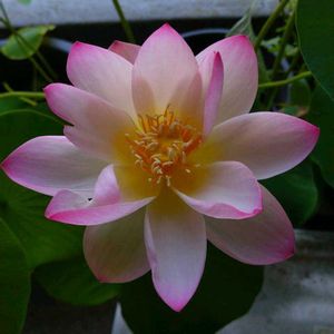小舞妃,蓮 小舞妃,ベランダガーデニング,おおきくなったね♡,日々の成長を記録記録！^ ^の画像