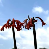 キルタンサス スピラリス,球根植物,小さな花,青空,ケープバルブの画像