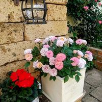 DIY,マイガーデン,私の癒し,DIY女子,ばら バラ 薔薇の画像