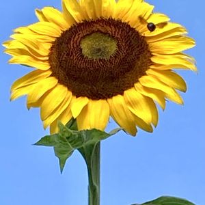 オクラ,キュウリ,トマト,ヒマワリ,大葉の画像