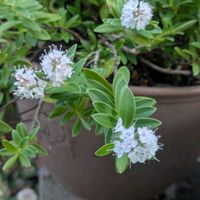 ヘーベ,鉢植え,白い花,北海道の庭,戸外越冬の画像